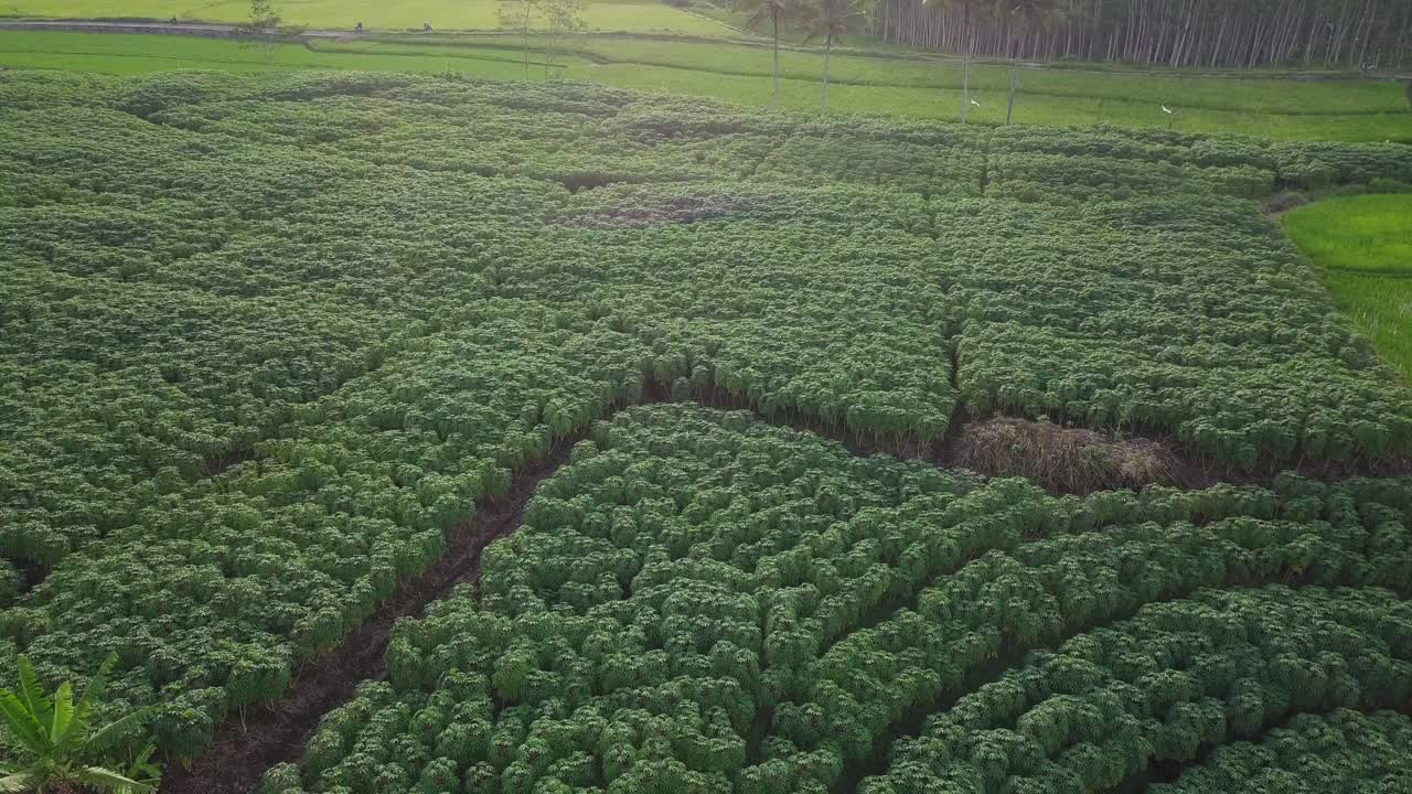 플랜테이션에 있는 빽빽한 카사바 식물의 드론 비디오