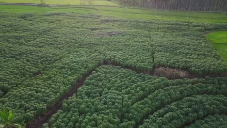 Video-De-Drones-De-Densas-Plantas-De-Mandioca-En-Una-Plantación