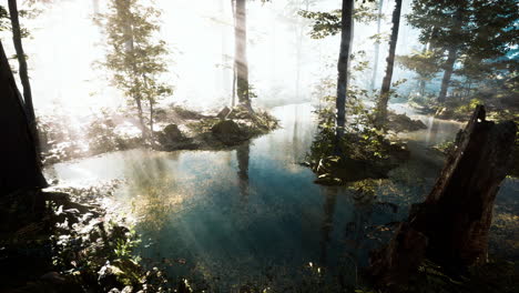 Panorama-Des-Waldes-Mit-Fluss,-Der-Die-Bäume-Im-Wasser-Reflektiert