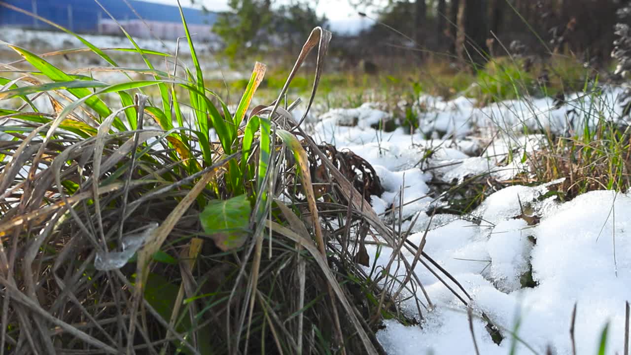 눈에서 자라는 갈색과 초록색 잔디와 잎의 낮은 각도 영상과 겨울 날 동안 느린 동작으로 바람에 의해 움직이고 있으며 배경에는 흐릿하게 보이는 나무가 있습니다.