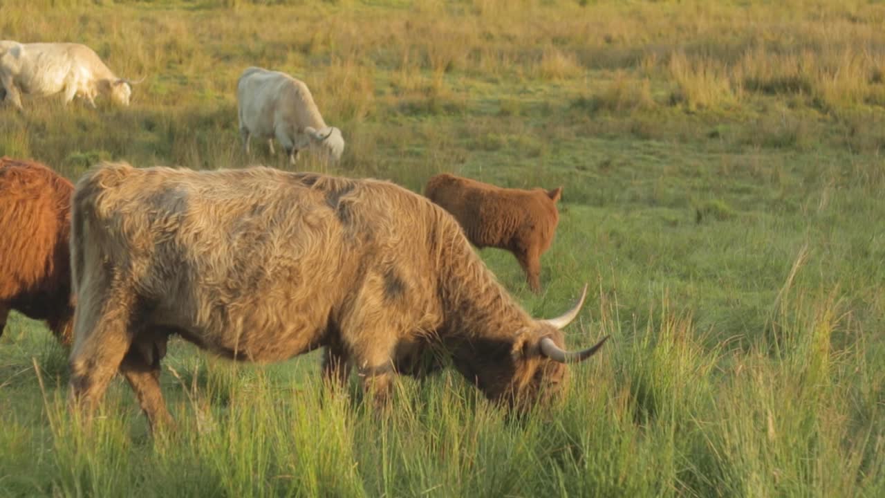 일출 때 방목하는 큰 뿔이 있는 고원 암소