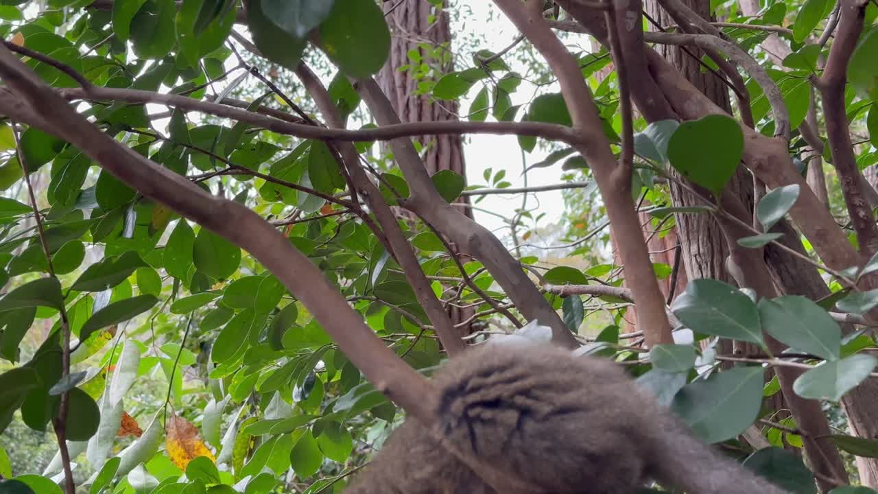 Primo piano di un lemure del bambù orientale minore (Hapalemur griseus) che mangia. Madagascar
