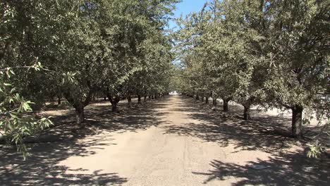 almond tree plantation in california, usa