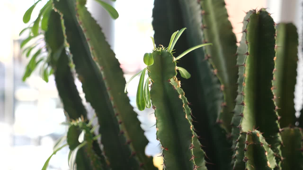 Primo piano di una pianta di cactus Euphorbia