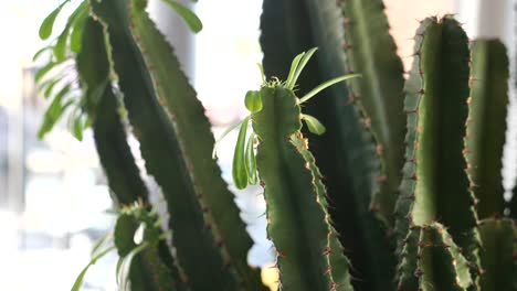 primer plano de una planta de cactus euphorbia