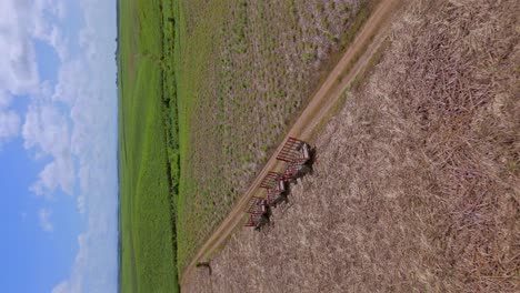 sugar cane fields at san pedro de macoris in dominican republic-2