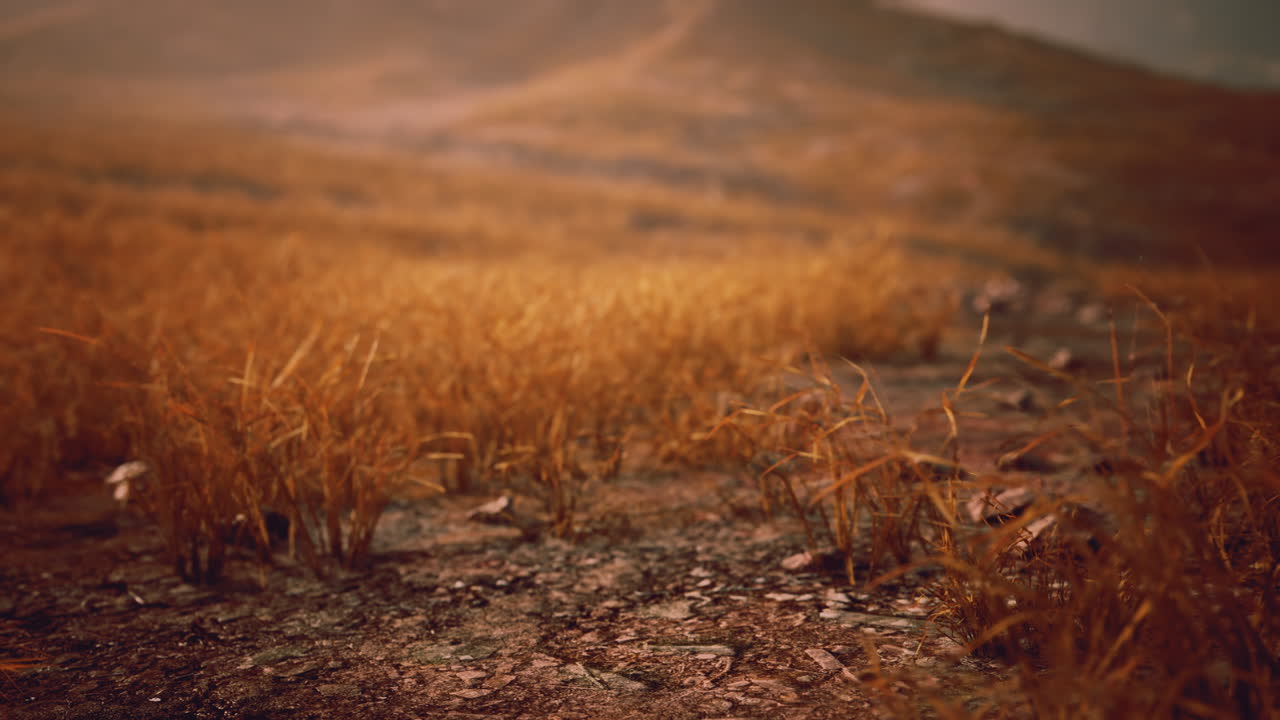 rocas doradas y hierba en las montañas