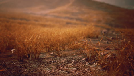 golden-rocks-and-grass-in-mountains