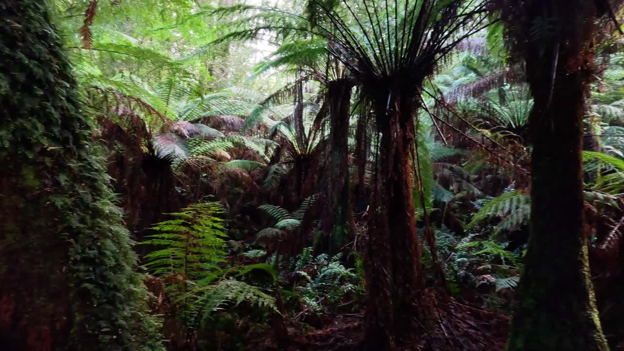 bosque tropical exuberante con helechos y árboles cubiertos de musgo