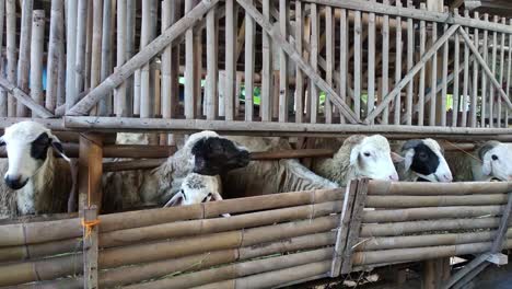 a group of sheep eats hay in the paddock. sheep farm