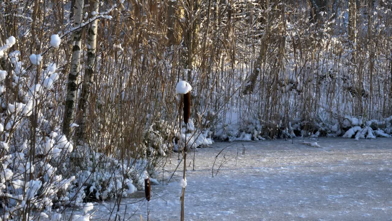 typha cañas que sobresalen del estanque congelado en el bosque de abedules nevados