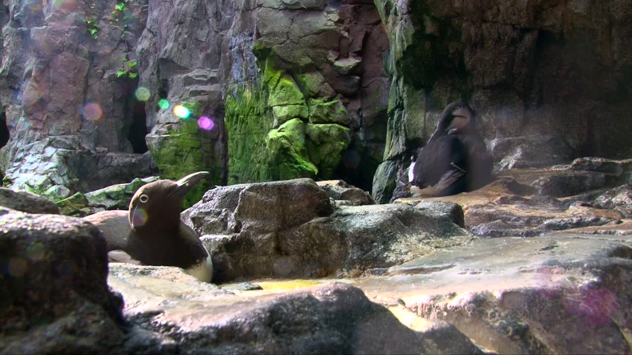 두 개의 일반적인 머레가 바위 위에 쉬고 깃털을 다듬고 클로즈업 샷을 합니다