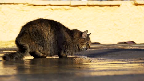 los gatos sin hogar en la calle comen pan a principios de primavera.