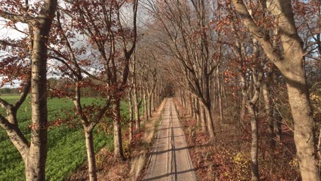 slow aerial backward movement and tilt down showing a sandy country dirt road with autumn coloured lane of trees lit by a dutch afternoon low winter sun