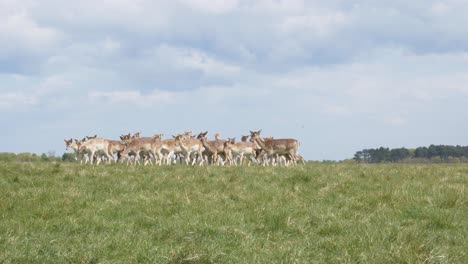 Beute-Von-Hirschen,-Die-Anfällig-Für-Raubtiere-Im-Phoenix-Park-In-Dublin,-Irland-Sind