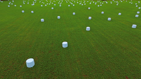 recently harvested feed or fodder wrapped in white plastic bales on a green field