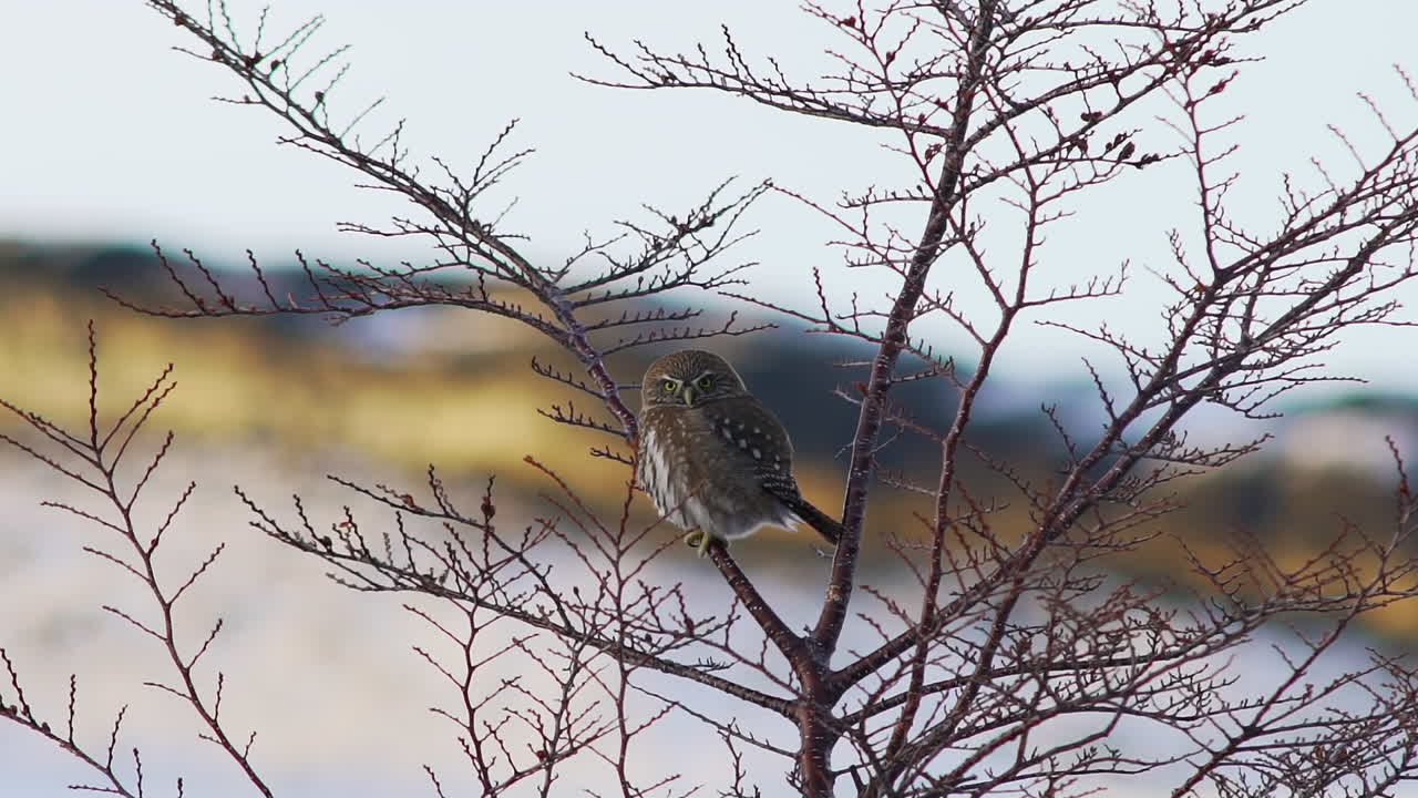 Medium shot of a Chuncho owl, Glaucidium nanum perched on a winter tree, spinning its head to look around