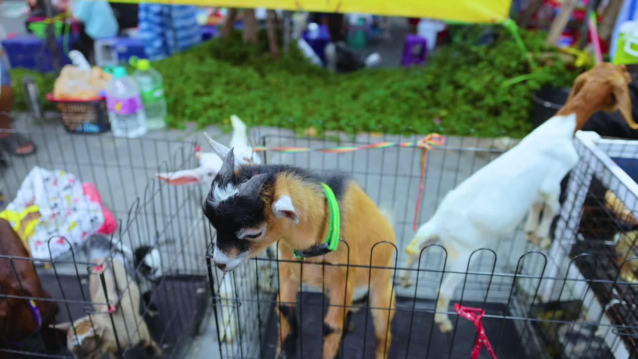 Goats interact energetically in a vibrant Bangkok market. Bright lighting highlights their playful movements within a fenced area