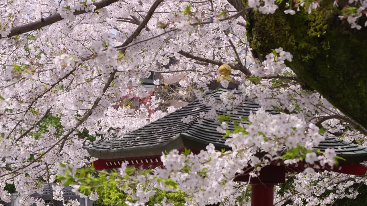 Cinematic slider view over Japanese temple during Sakura blossoms