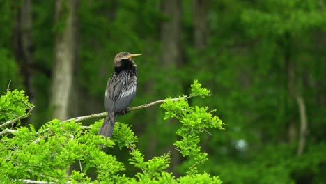 Anhinga-Posado-En-La-Rama-De-Un-árbol,-Sentado-Quieto,-Otros-árboles-En-El-Fondo-De-Los-Humedales-De-Los-Pantanos-De-Florida-4k