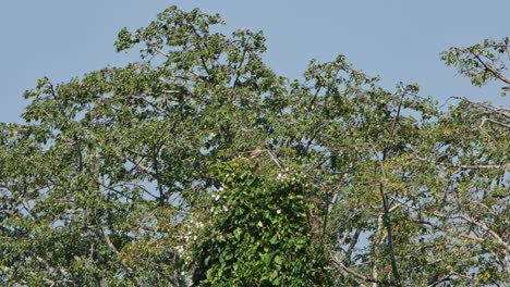 Seen on top of a shorter tree in the middle fighting the wind, Rufous-winged Buzzard Butastur liventer, Thailand