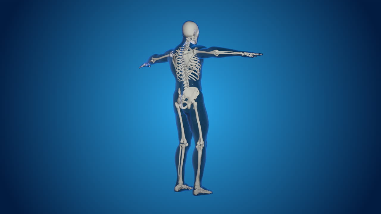 3D Human Skeleton Model