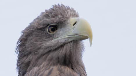 White-tailed-eagle-(Haliaeetus-albicilla)-is-a-very-large-species-of-sea-eagle-widely-distributed-across-temperate-Eurasia.-Sometimes,-it-is-known-as-the-ern-or-erne-and-Eurasian-sea-eagle.