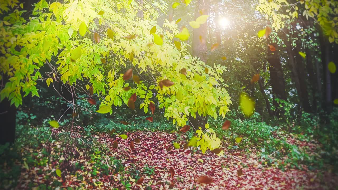 떨어지는 잎의 애니메이션 루프 가을