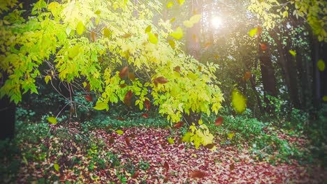 animation of falling leaves loop autumn