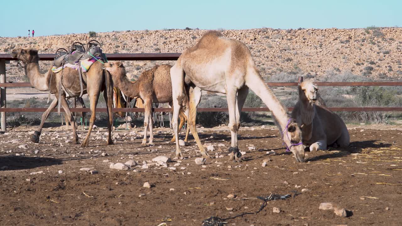 pequeño grupo de camellos en un rancho del desierto, sentarse y caminar