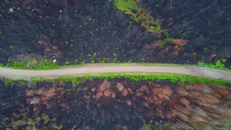 Vista-De-Pájaro-De-Un-Bosque-Quemado-En-Un-Camino-Rural