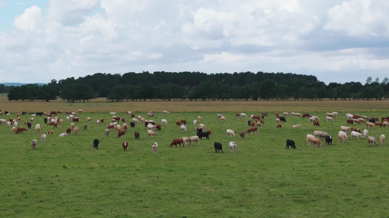 Mucche da latte che pascolano su un enorme prato verde nella campagna svedese, orbita di drone