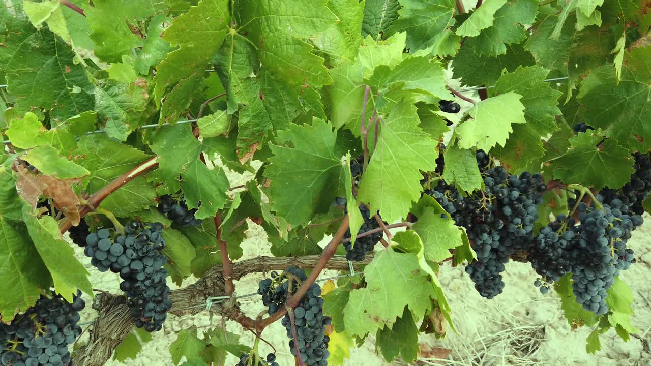 Vines laden with blue grapes showing a great harvest ahead