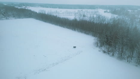 Arktische-Elche-Grasen-Im-Schnee-Einer-Weiten-Landschaft