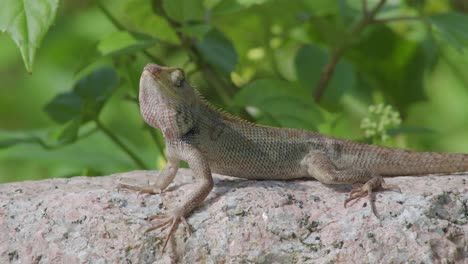 wildlife close up side view changeable lizard on the rock stone in forest