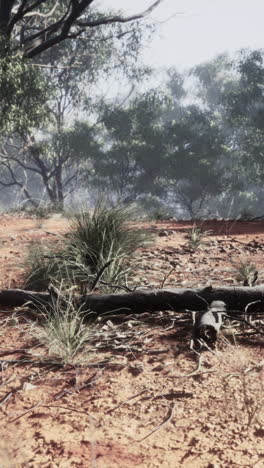 australian outback landscape