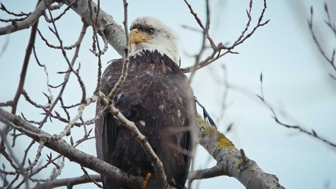 águila calva mirando hacia abajo desde la copa de un árbol