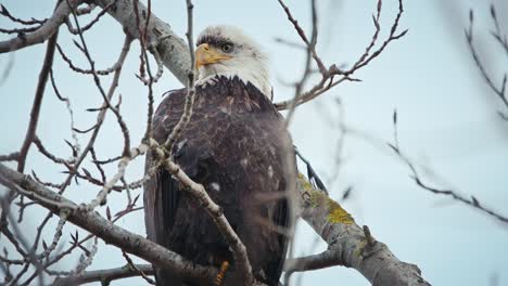 Weißkopfseeadler,-Der-Von-Der-Baumkrone-Herunterschaut