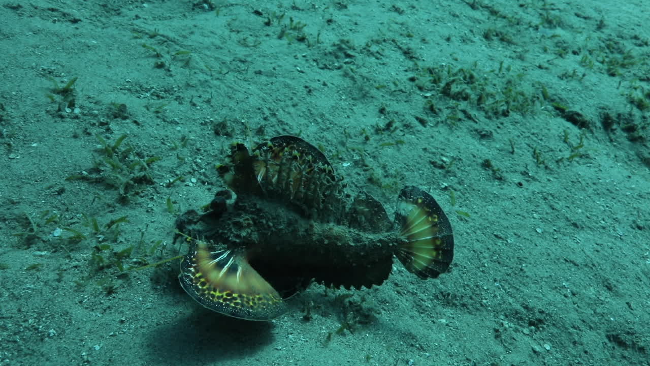 문 워커로 알려진 이집트 홍해의 전갈 돌 물고기