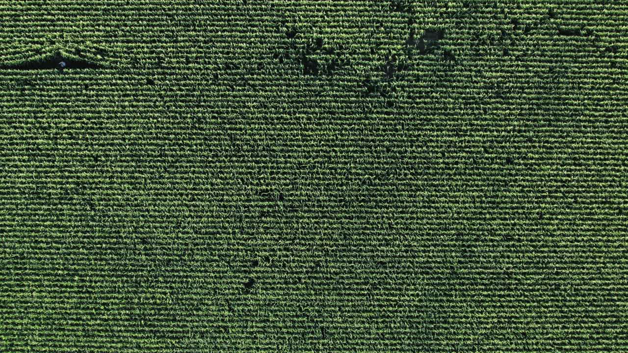 textura de un campo de maíz - toma aérea de hundimiento