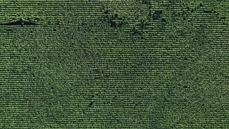 texture of a maize field - aerial sinking shot