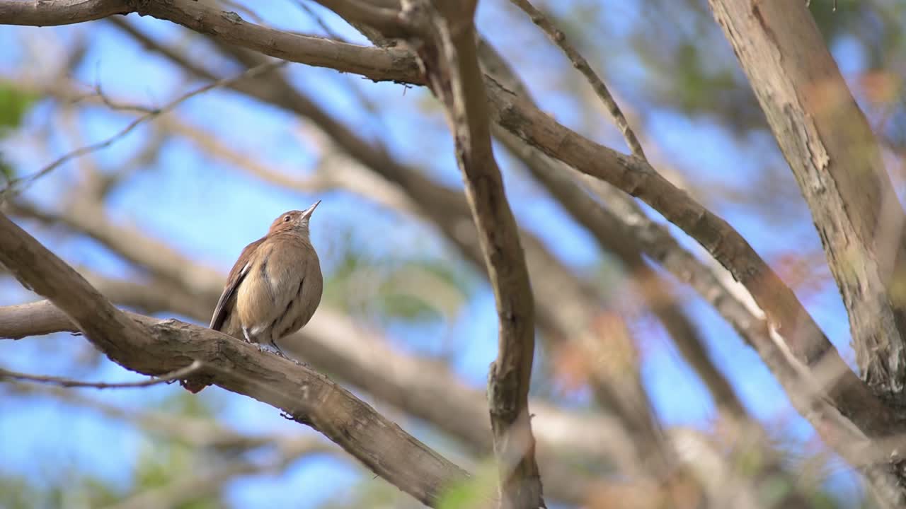 pájaro hornero rufous encaramado en la cima de un árbol