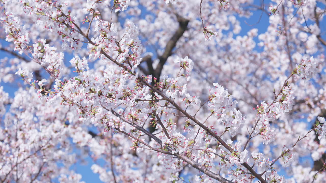 Beautiful pink and white sakura flowers with a narrow depth of field against a blue sky