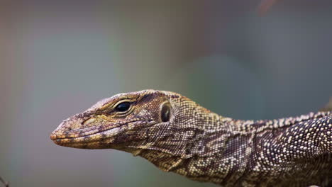 Cabeza-De-Lagarto-Monitor-De-Agua-Asiático,-Ojo-Pariental-Parpadeando-Hacia-Los-Lados