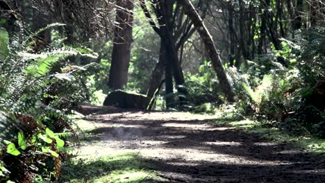 Steam-coming-off-a-trail-from-the-sunlight-hitting-one-spot-intensely