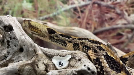 serpiente de cascabel de madera de cerca en un registro