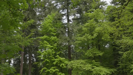 treetops of european beech wood forest, baden baden, germany