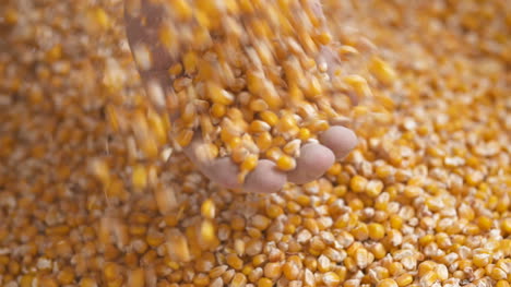 Farmer-Hands-Showing-Freshly-Harvested-Corn-Grains-Agriculture-Corn-Harvesting-1