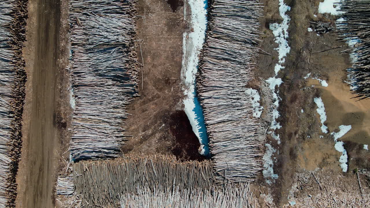 cientos de árboles muertos yacían en pilas masivas en un aserradero listos para convertirse en tablones y otros productos de madera