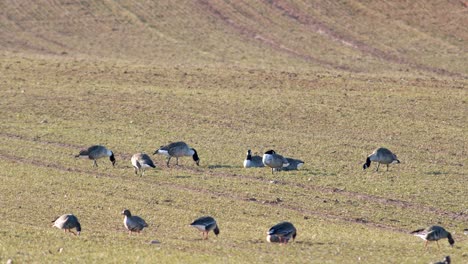 a large flock of white-fronted geese albifrons on winter wheat field during spring migration